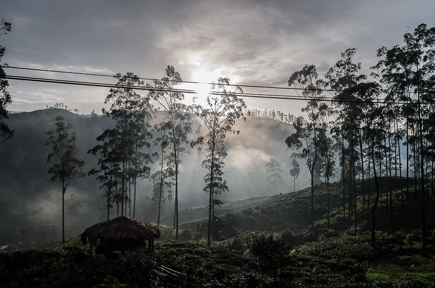 La région des plantations de thé, à l'aube d'une nouvelle journée