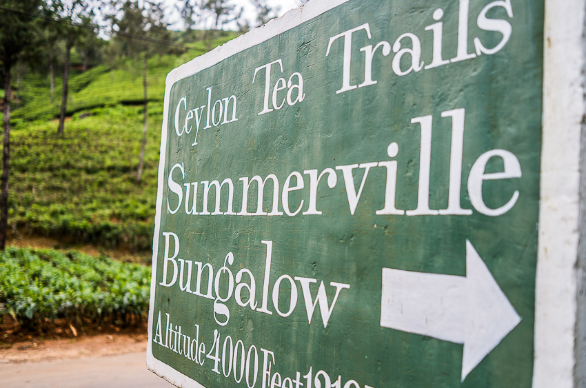 tea-trails-summerville-172